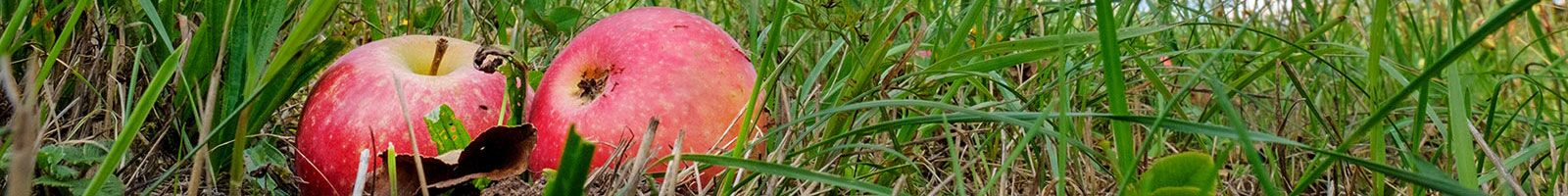 Pregger's Fruchtsaftkelterei ium Murgtal Gaggenau / Ottenau